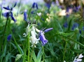 Bluebells 'painted'